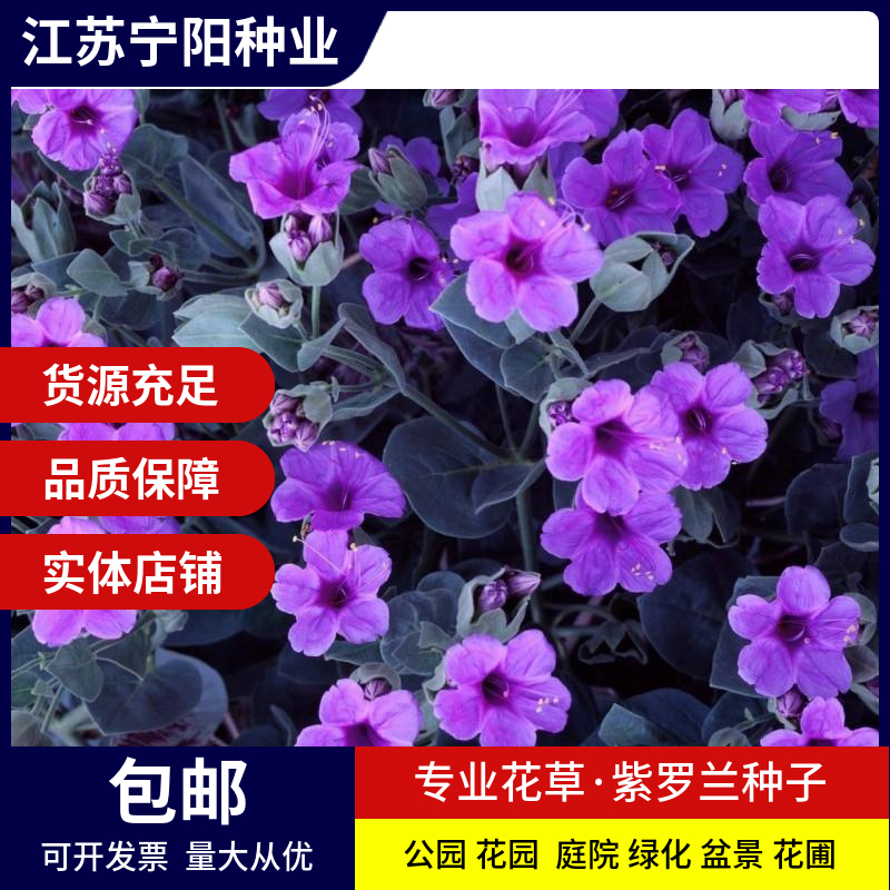 长沙紫罗兰种子 春冬花卉四季播阳台室内耐寒易种观赏价值
