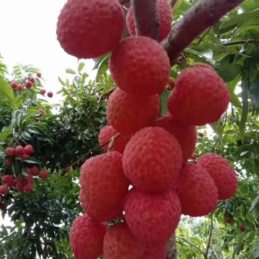 灵山县越州红荔枝嫁接苗