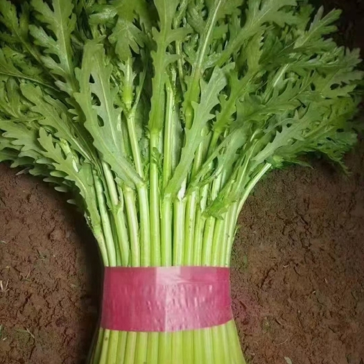 邯郸我处大量各种各样蔬菜大量上市 有需要的客户直接联系