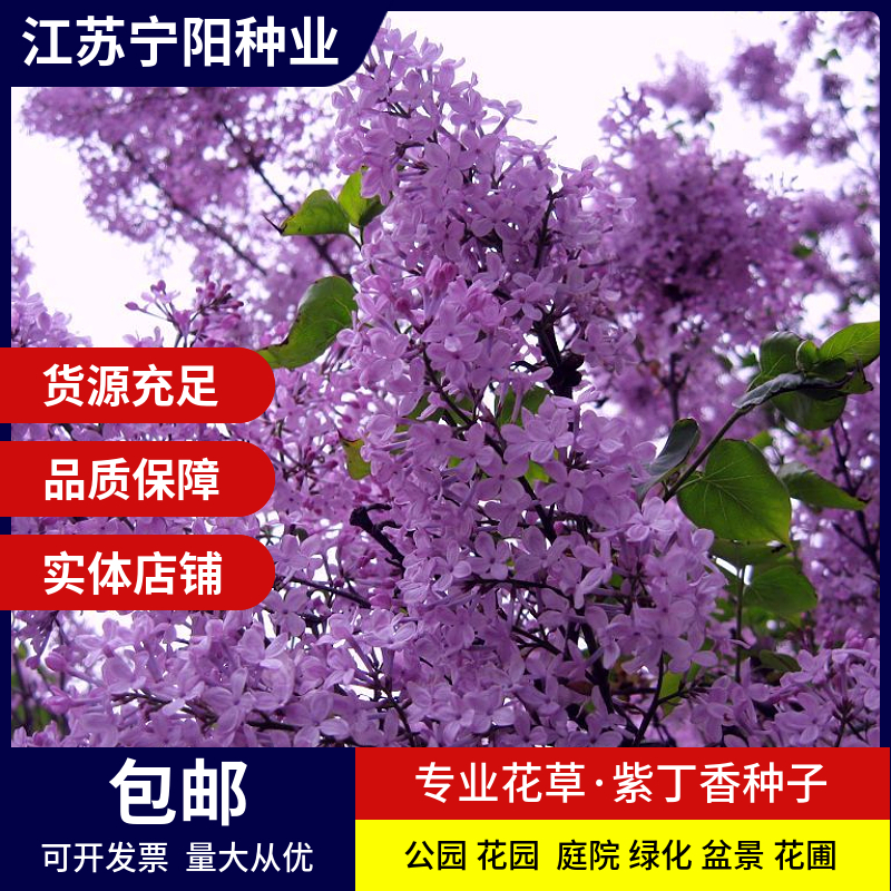 长沙紫丁香种子 丁香树种子耐寒树种 白丁香小叶暴马丁香花种子