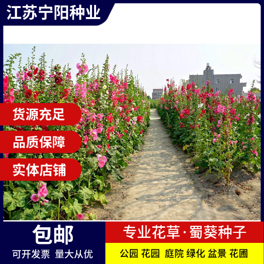 长沙蜀葵种子春秋四季易种庭院多年生宿根花籽室外庭院花重瓣一丈红