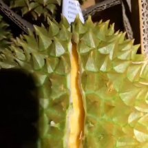 广州泰  国  金  枕  榴  莲  一手货源一件代发
