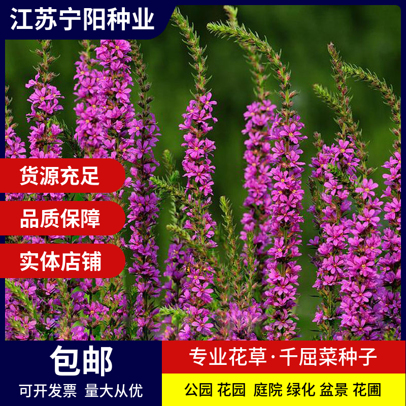 长沙紫色千屈菜种子 水枝柳对叶莲 景观花卉种子四季易种耐热耐寒耐