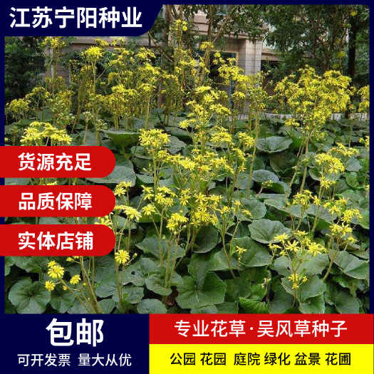 长沙大吴风草种子八角乌活莲金钵盂一叶莲大马蹄香大马蹄四季观赏籽