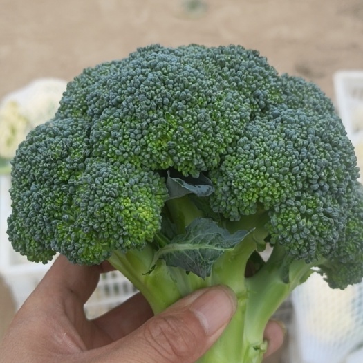 精品西兰花，产地一首货源，支持各种包装规格，支持代发