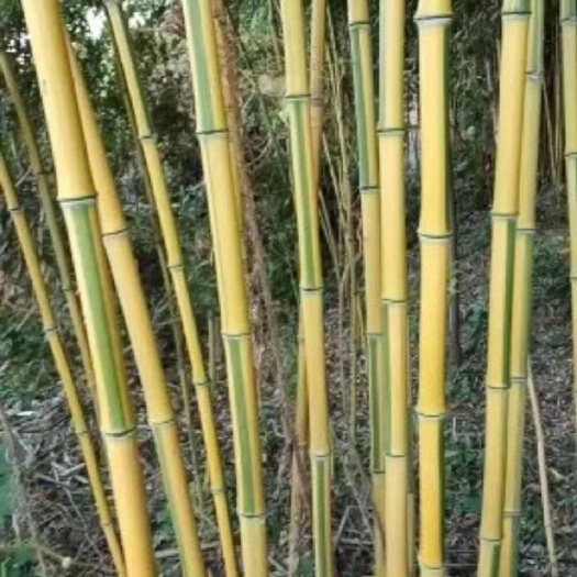 邛崃市金镶玉竹