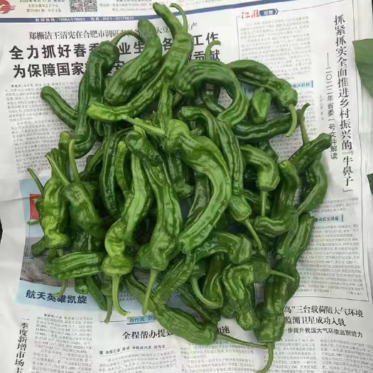 阜南县小皱皮薄皮椒