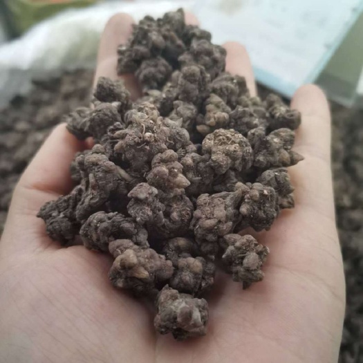 猫爪草 正品无硫猫爪草【假一赔十】