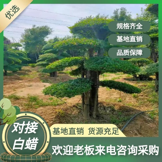 泰安供应造型对接白蜡