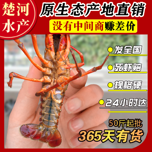 洪湖市一手货源 量大从优！鲜活小龙虾批发湖北潜江小龙虾活体批发包邮