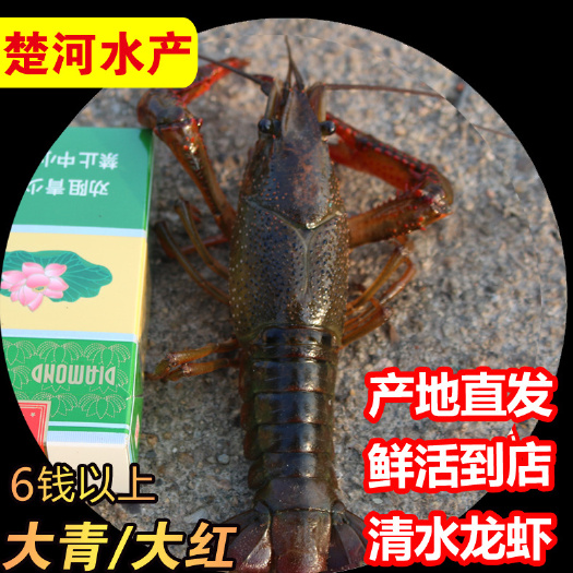 洪湖市【6钱以上带炮头大青/大红】楚河水产！湖北潜江小龙虾鲜活批发