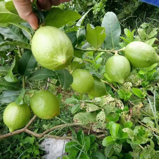 藤县自家拧檬