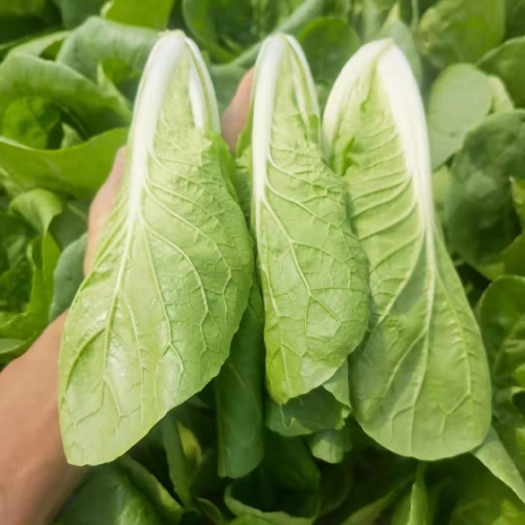 曹县山东精品小白菜 奶白菜 快菜 杭白菜，供平台超市 商场市场。
