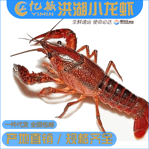 洪湖市洪湖清水小龙虾 青虾