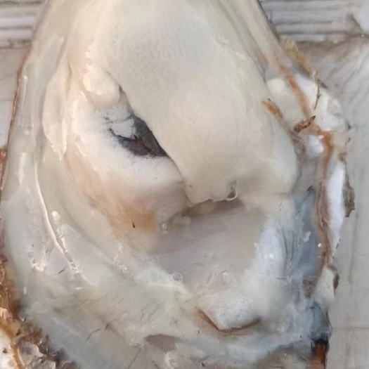 唐山三倍体   海里吊养生蚝三倍体几十万斤左右