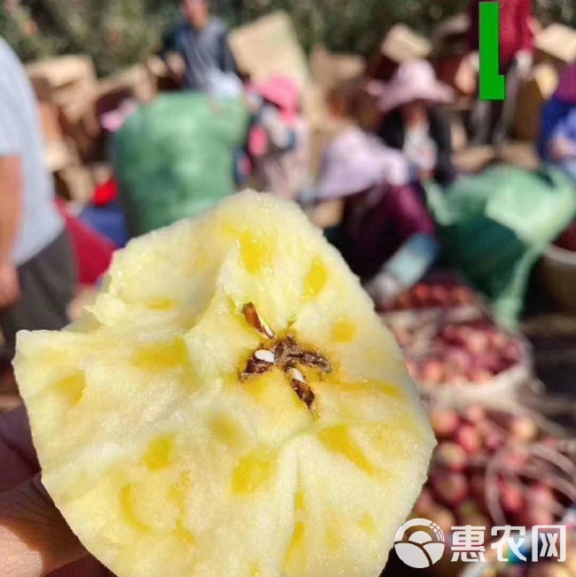 丽江苹果苗云南苹果苗