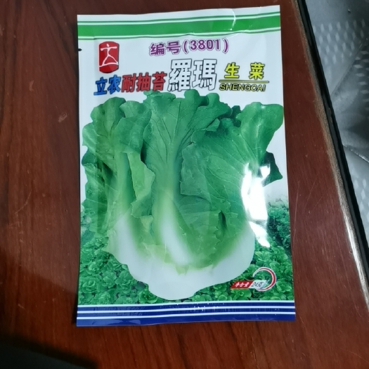 汕头耐抽苔罗马生菜种子，耐寒耐热