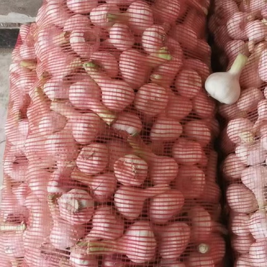 商丘拔皮蒜，毛蒜大量上市有货，加工厂市场，冷库免费提供