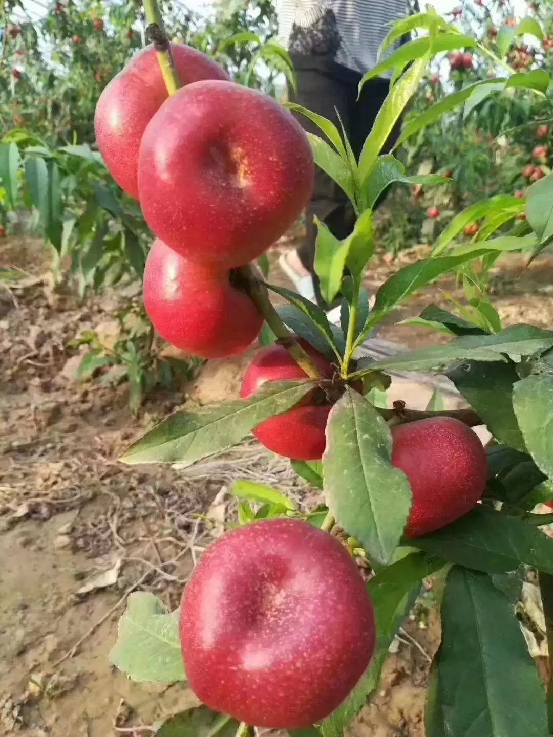 現(xiàn)摘紐扣油蟠桃迷你純甜油蟠桃新鮮金錢油蟠桃