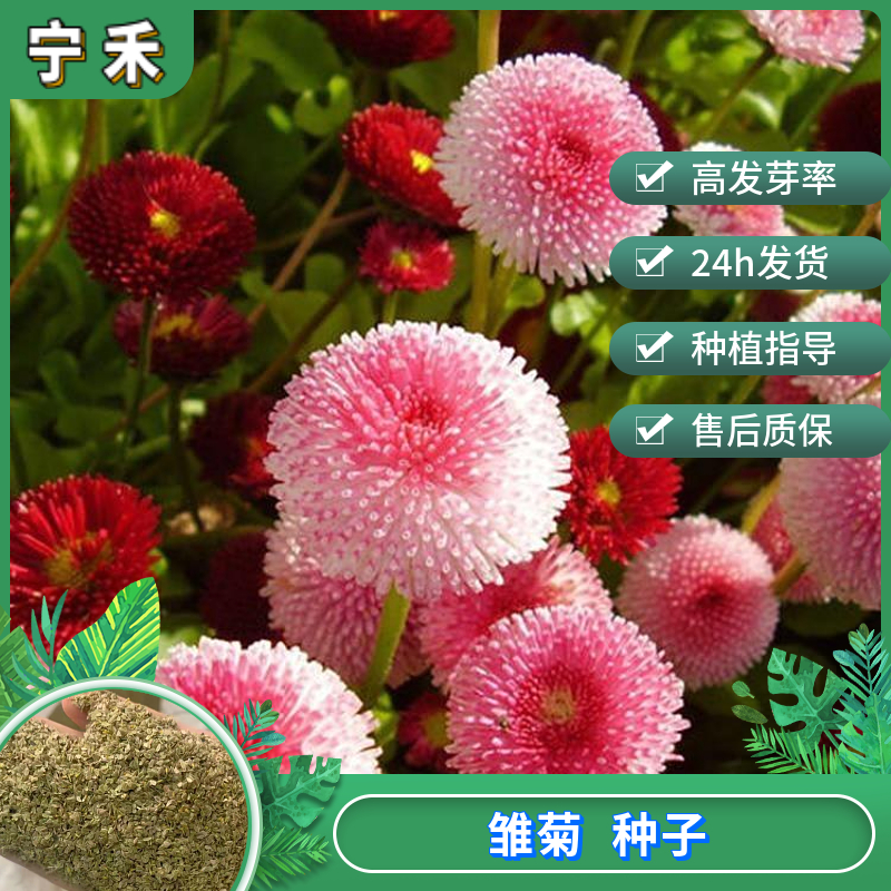 南京雏菊种子 庭院阳台美化盆栽花境切花 园林观赏地被花卉