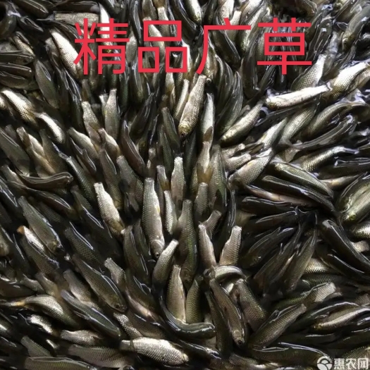 重庆市草鱼苗