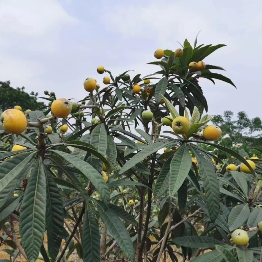 苏州东山白玉枇杷