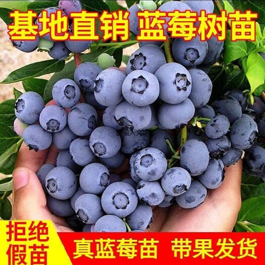 平邑县7年老店铺，薄雾蓝莓，绿宝石，蓝丰蓝莓，优瑞卡，克莱西蓝莓，