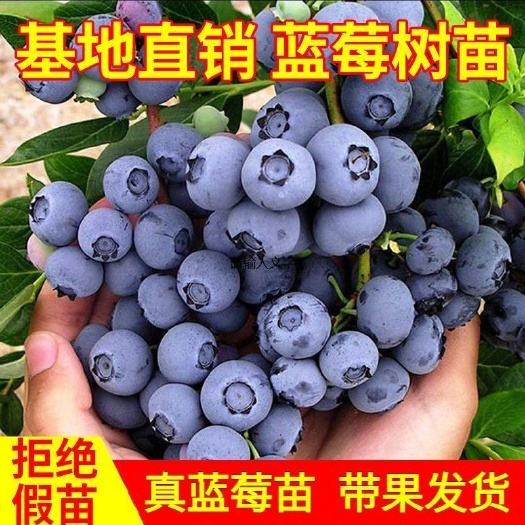 7年老店铺,薄雾蓝莓,绿宝石,蓝丰蓝莓,优瑞卡,克莱西蓝莓,