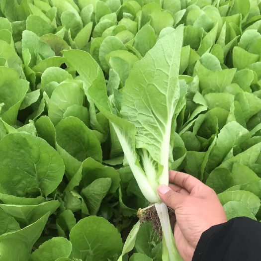 商丘河南商丘上海青 小白菜大量上市 一手货源 欢迎老板咨询