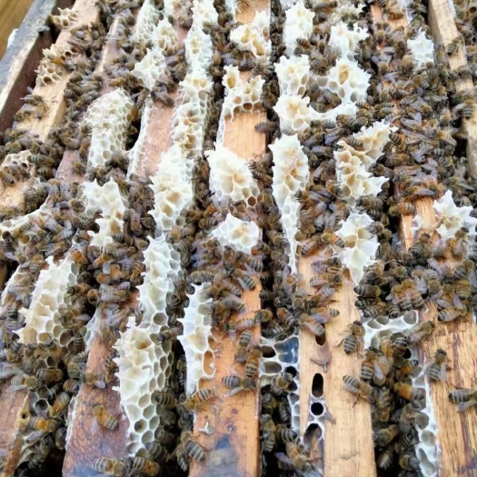 修武县太行山长岭牌，蜂蜜