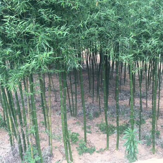 武汉雷竹苗