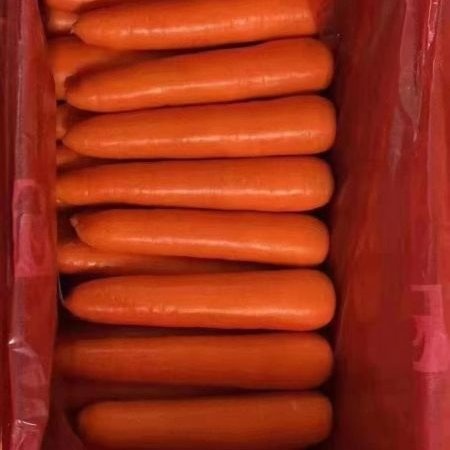 开封精品胡萝卜，产地直发一手货，电商档口，超市，市场，支持全国发