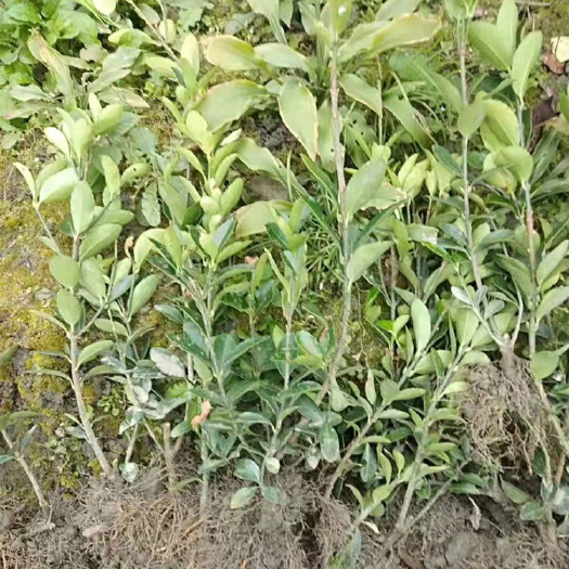 成都万年青 袋苗杯苗地苗 百万小苗基地 成都参天园林
