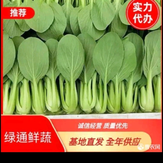 商丘河南商丘上海青 快菜 一手货源 诚信经营 合作共赢