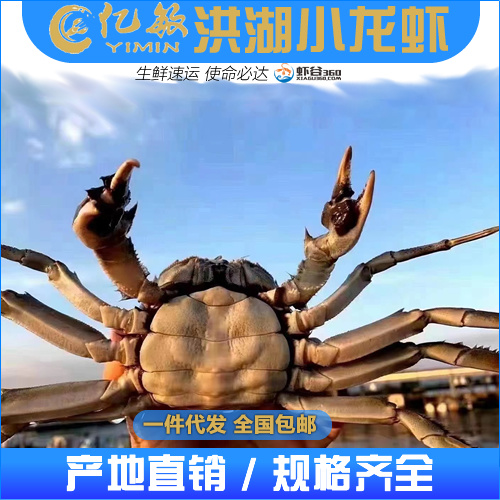 洪湖市洪湖清水大闸蟹