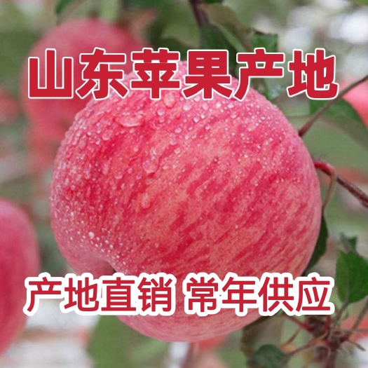 沂水县山东红富士苹果，产地供应，脆甜多汁，坏果包赔