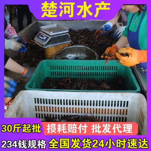 洪湖市【234钱小青】鲜活小龙虾活体批发淡水养殖水产地直发清水虾