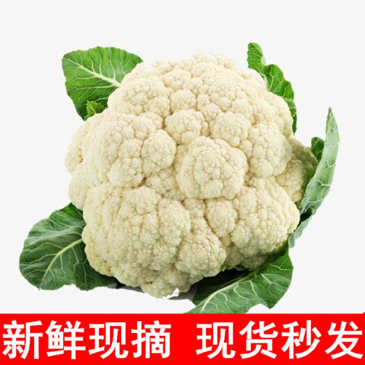 通许县白叶青梗花菜