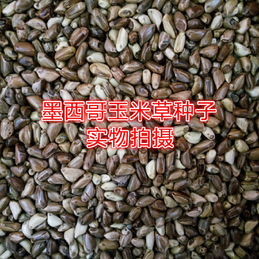 嘉祥县墨西哥玉米草种子