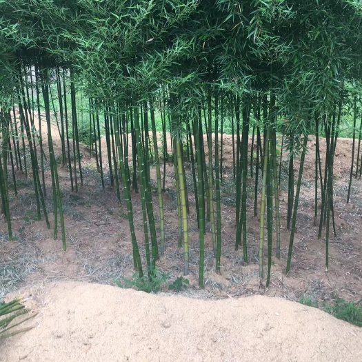 雷竹苗