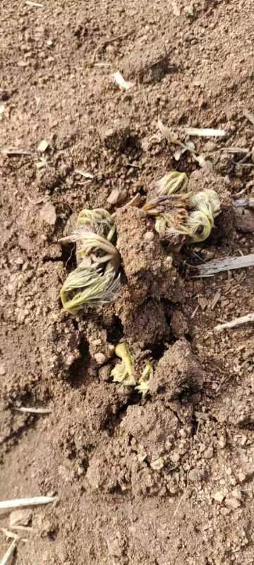 阿荣旗窟窿芽
