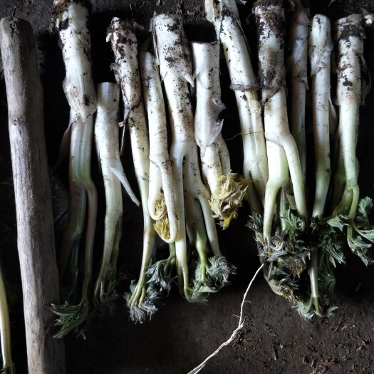 阿荣旗苦老芽