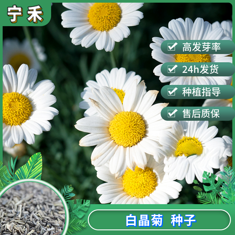 南京白菊种子 白晶菊种子 低矮强健多花盆栽花坛 地被栽种