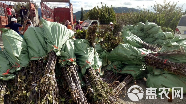 丽江苹果苗云南苹果苗