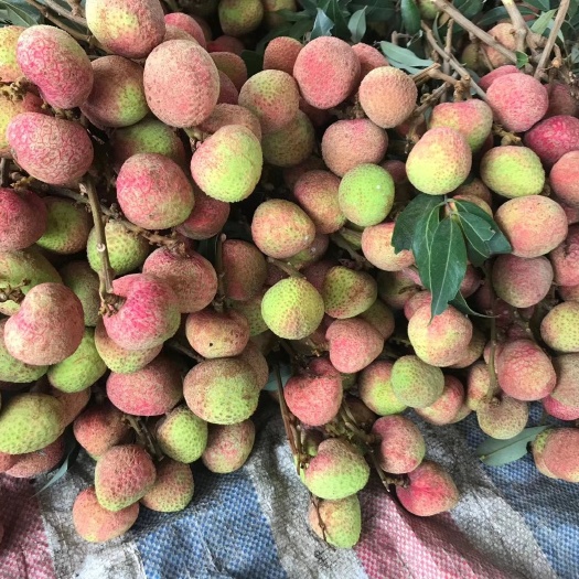 灵山县灵山三月红