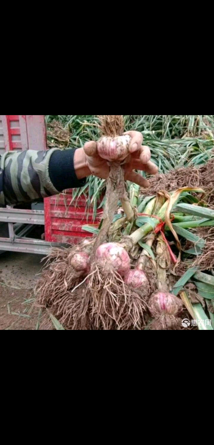 紫红皮大蒜把子  基地种植  农户交易！