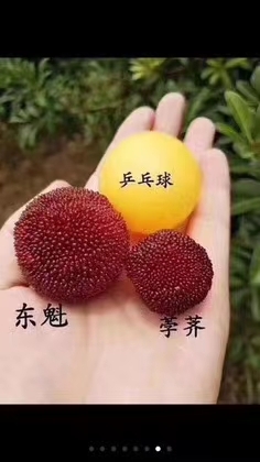 仙居县杨梅浙江仙居东魁