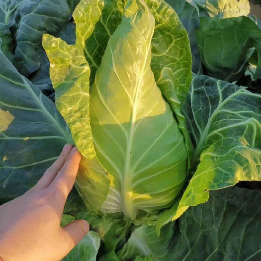宜昌邢研春美牛心甘蓝种子越冬尖包菜杂交一代冬性强叶色深绿耐抽苔