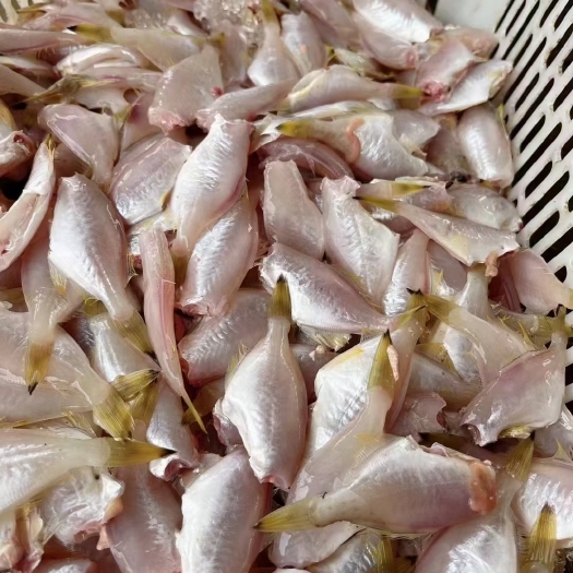 北海新鲜剥皮马面鱼，无泡水干冰发货，规格70头，适合各大餐饮食用