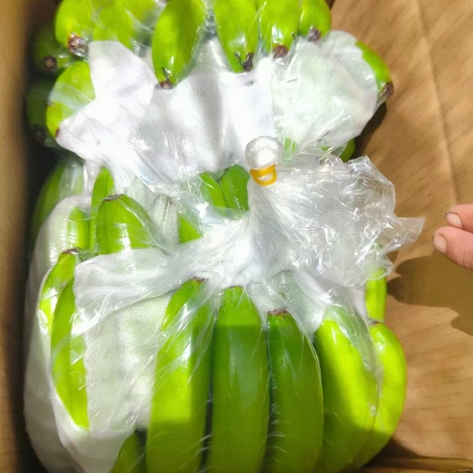雷州市香蕉 调风镇巴西香蕉 产地直发 一手货源
